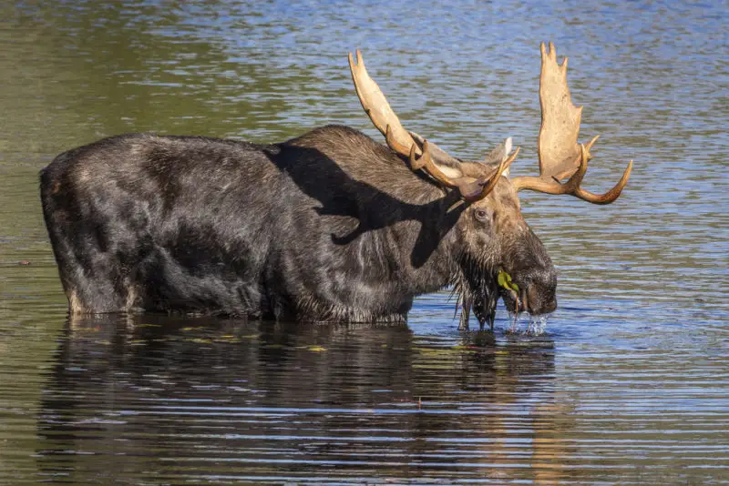 Bull Moose foraging in the water