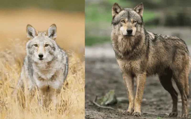 coyote and wolf