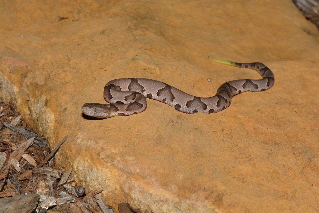 young copperhead