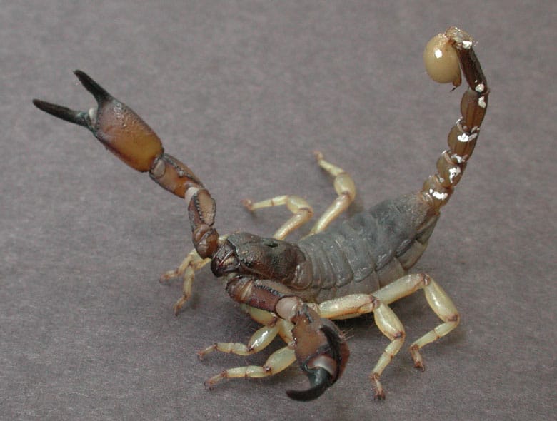 black clawed scorpion