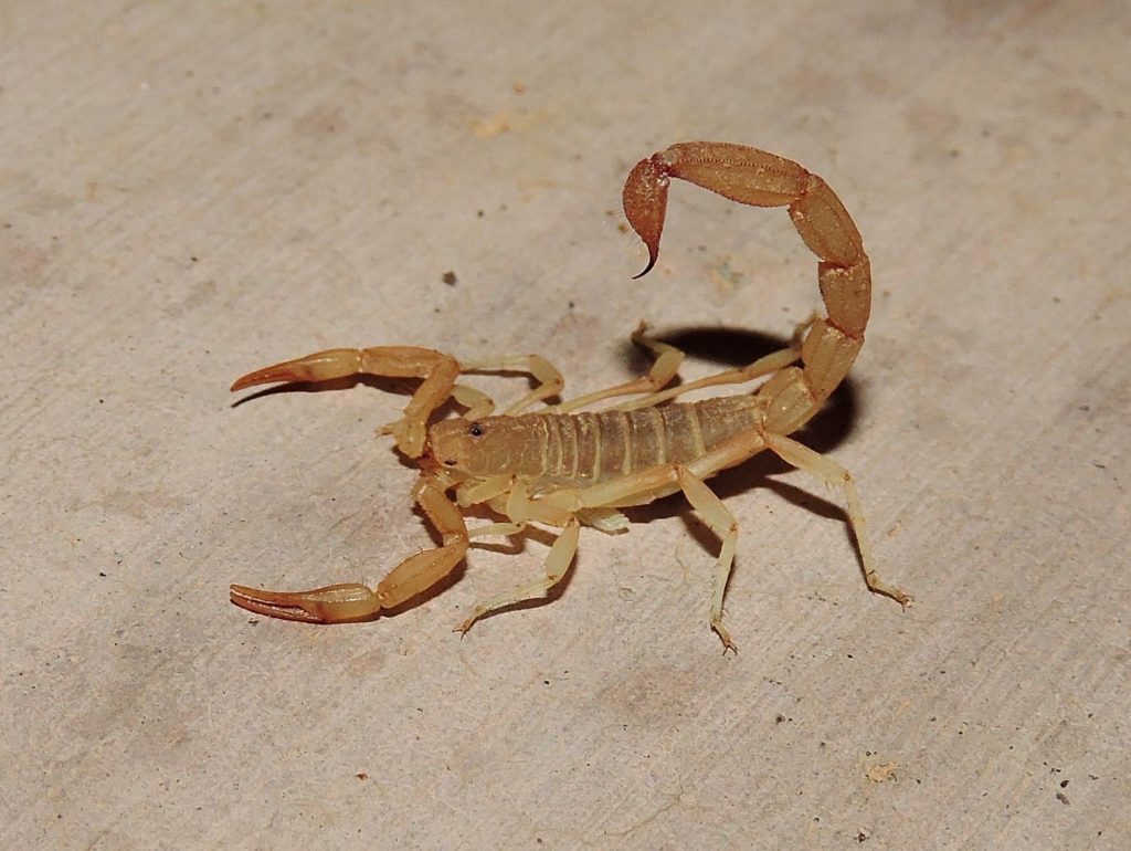 yellow ground scorpion