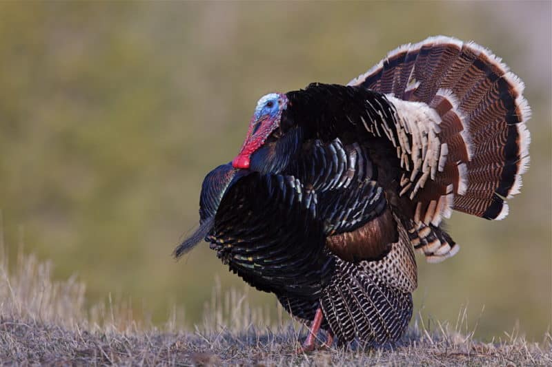 Wild,Turkey,,Merriam's,Subspecies,,Strutting,With,Tail,Fanned,Out,And