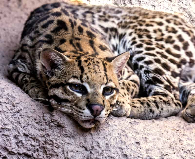 Ocelot