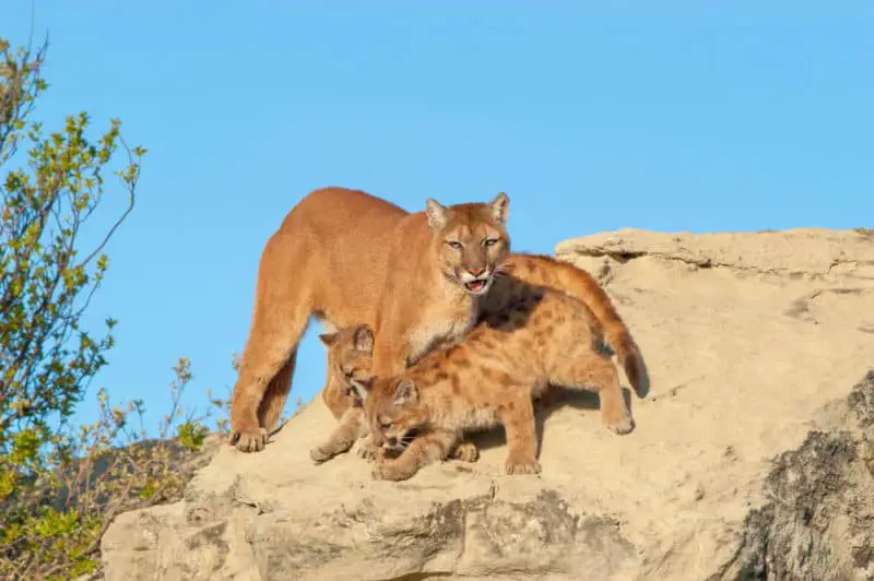 mother mountain lion with her cubs
