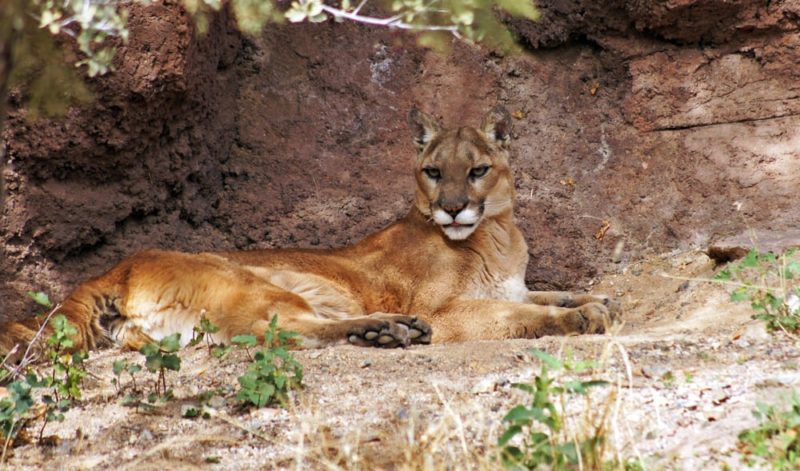 Mountain,Lion,In,Her,Den