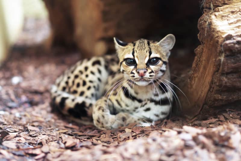 margay