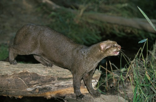 Jaguarundi,,Herpailurus,Yaguarondi,,Adult,On,Stone