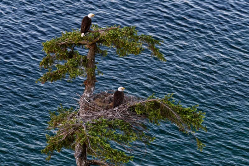 Bald eagles nesting in trees