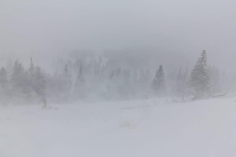 Blizzard in the wilderness