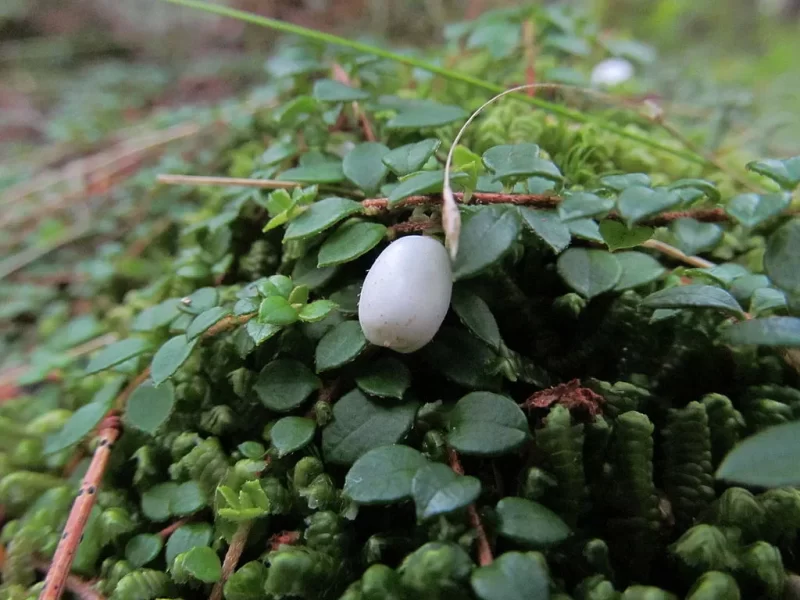 Creeping snowberry