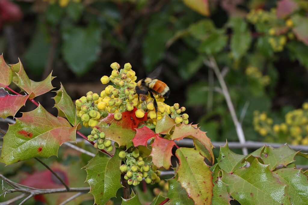 Oregan Grape flower