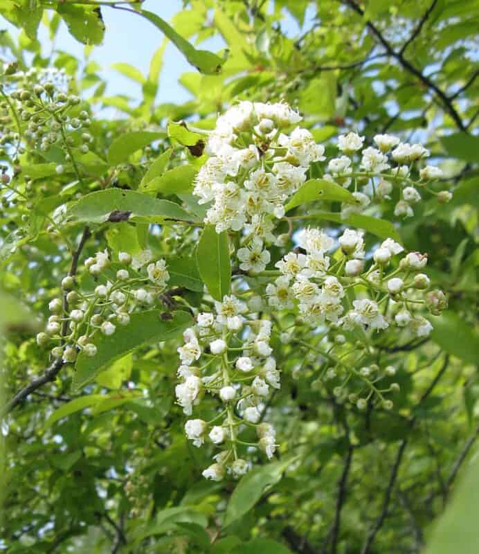 chokecherry tree in blossom