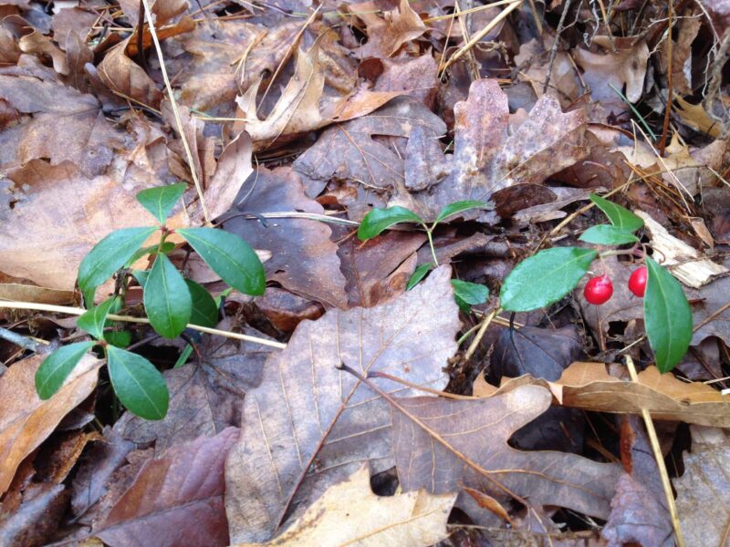 Wingtergreen leaves and berries