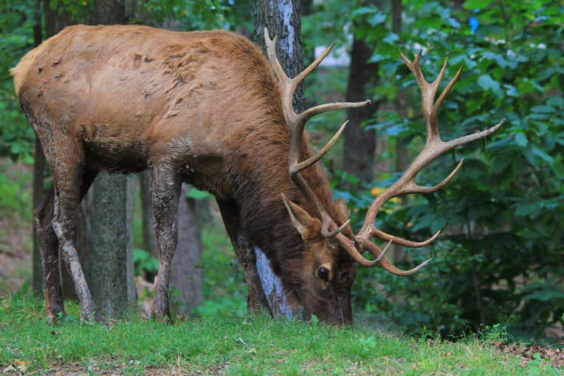 Bull elk during the rut