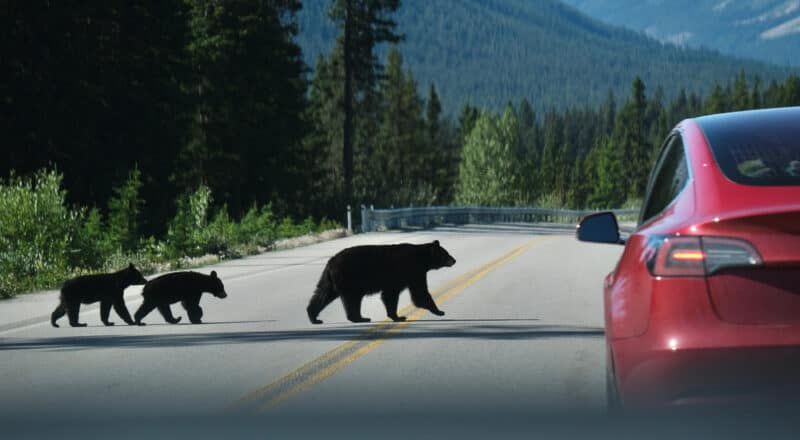 Mother bear and her cubs crossing the road