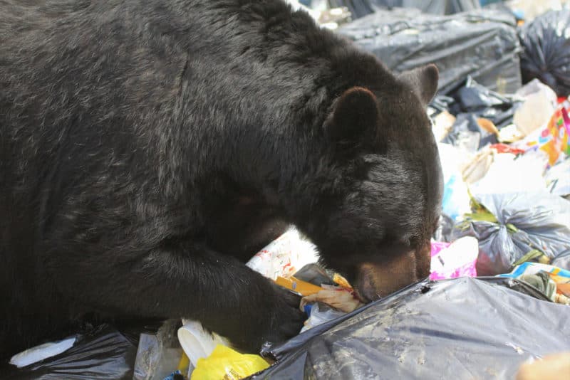 Black bear in the garbage