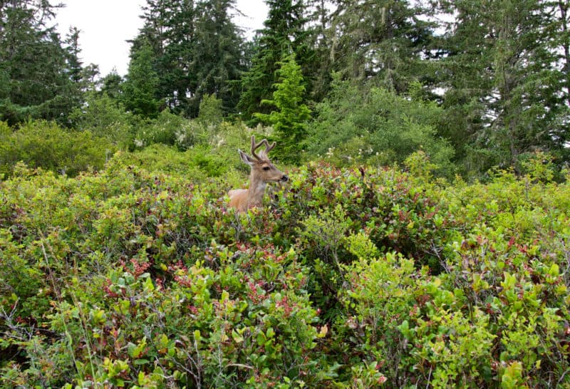 buck deer eating salal berries