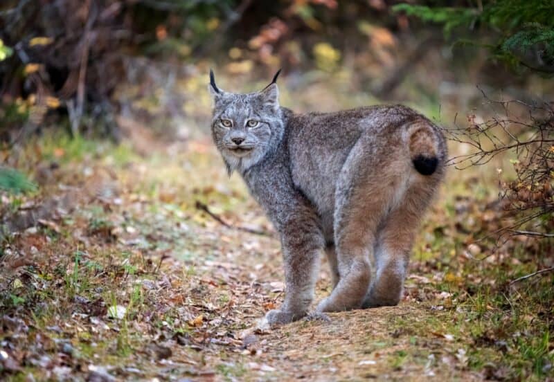 Canada Lynx