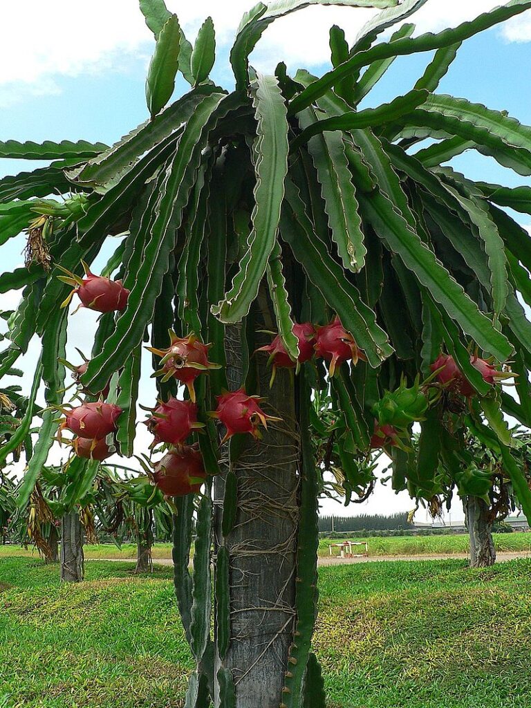 Dragonfruit