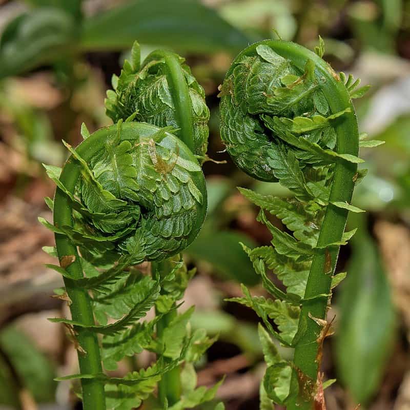 Ostrich Fern Fiddlehead