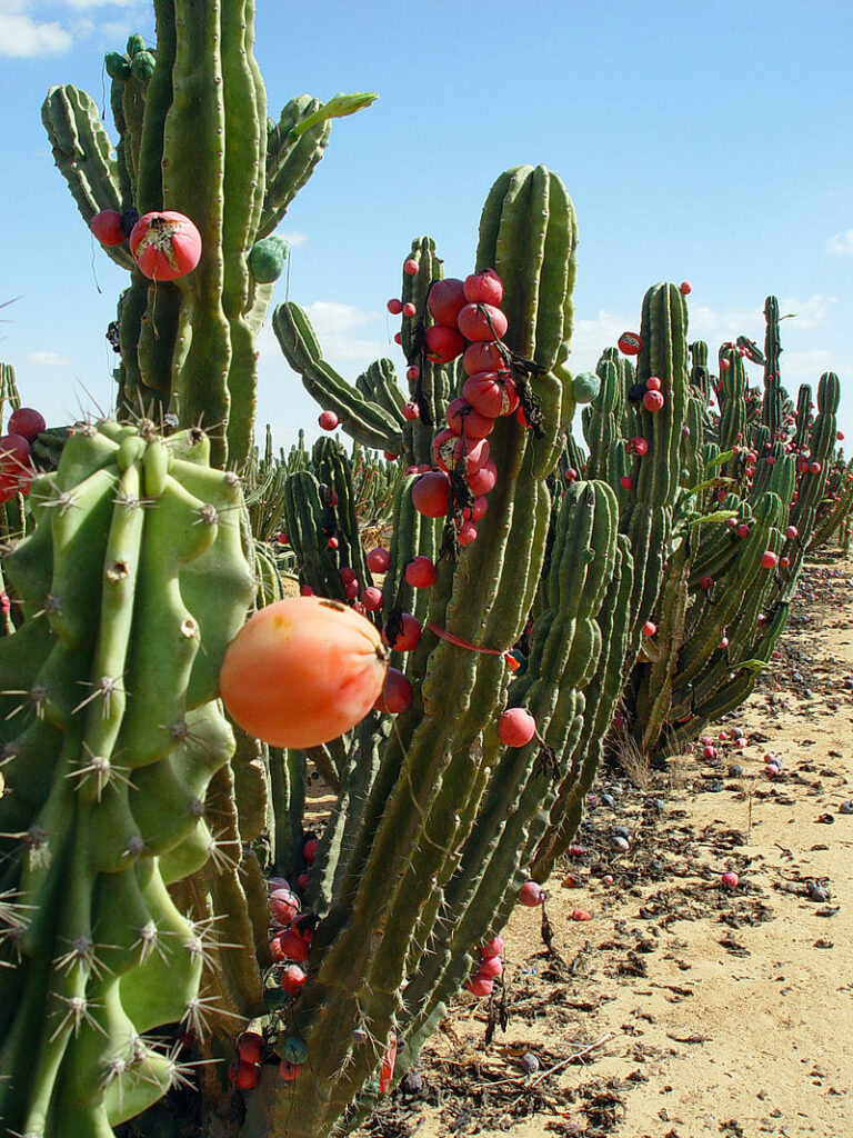 Peruvian Apple Cactus