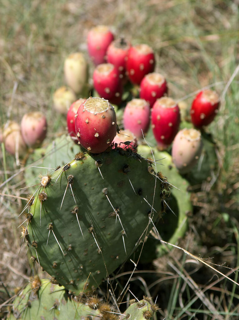 Prickly Pear Cactus