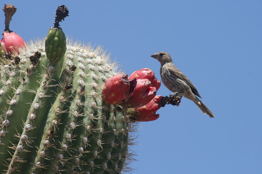 Saguaro Cactus Fruits