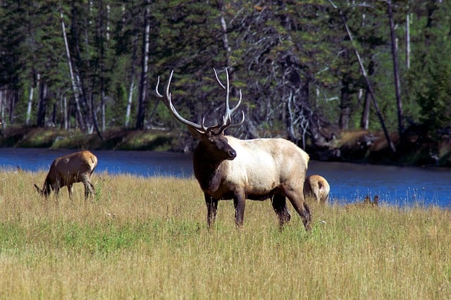 Bull elk near river