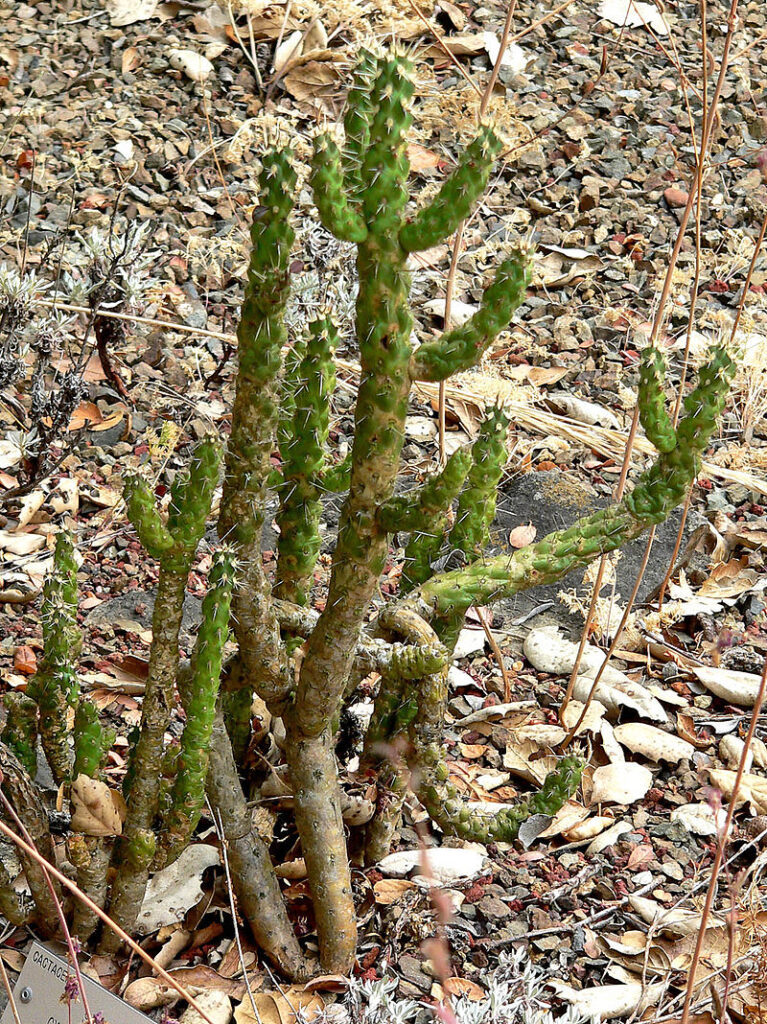 california chollo cactus