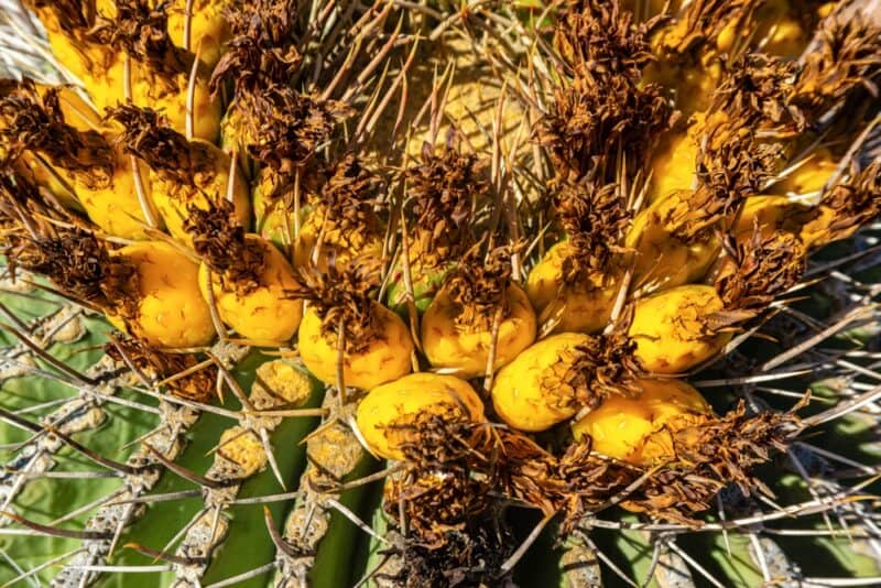 Barrel Cactus fruit