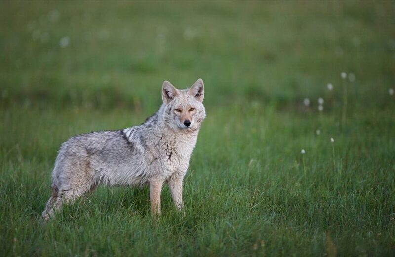 Eastern Coyote