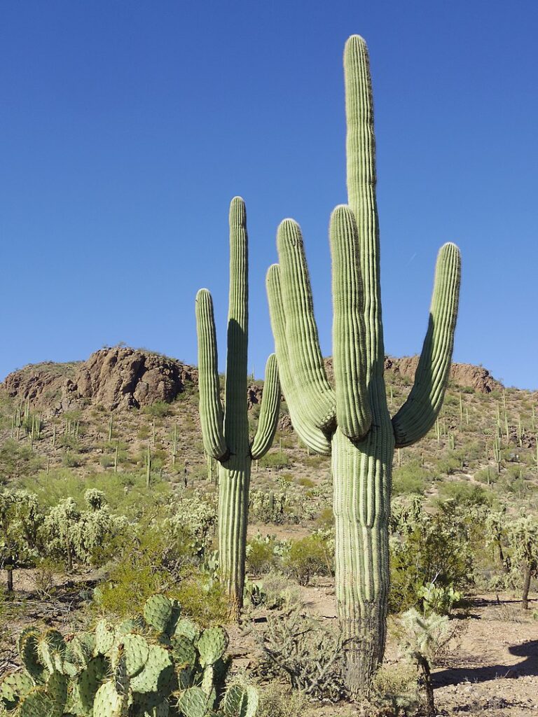 Saguaro cactus