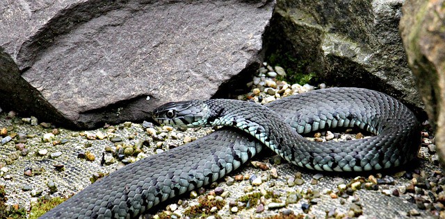 grass snake