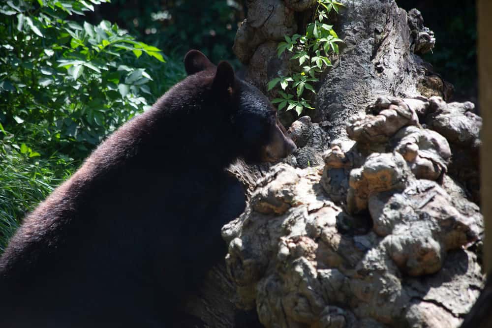 Louisiana black bear searching for insects