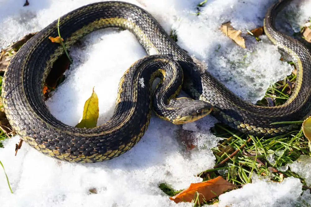 Where Do Snakes Go In The Winter? - Krebs Creek