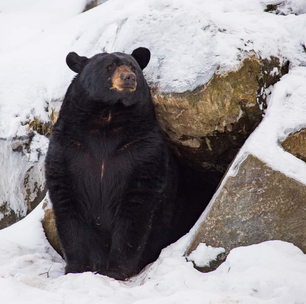 Black Bear standing in opening of its den