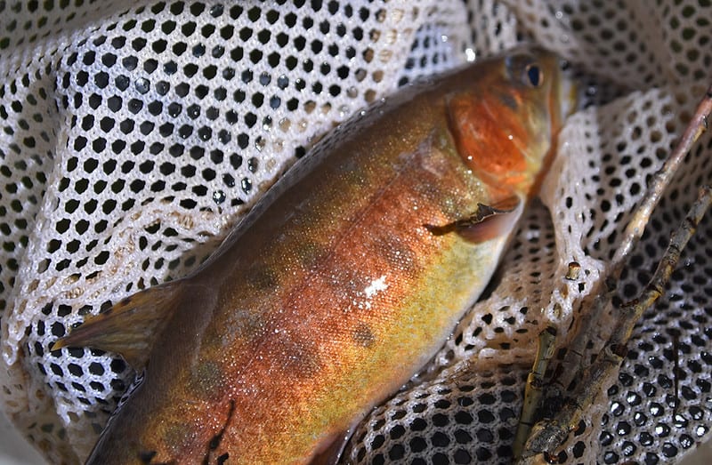 Paiute Cutthroat Trout