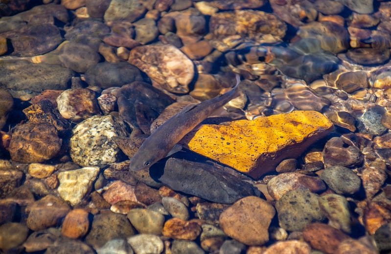 Paiute Cutthroat Trout