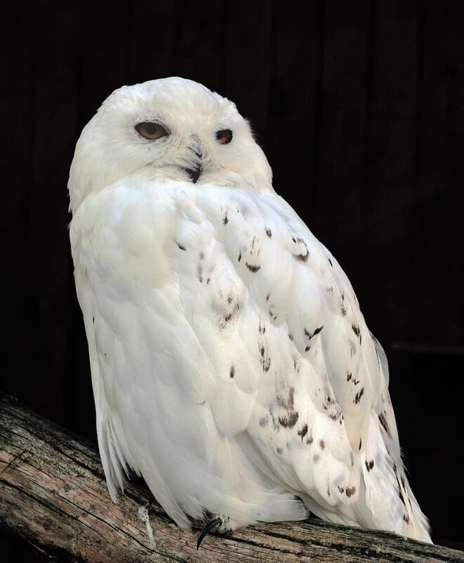 Adult male snowy owl