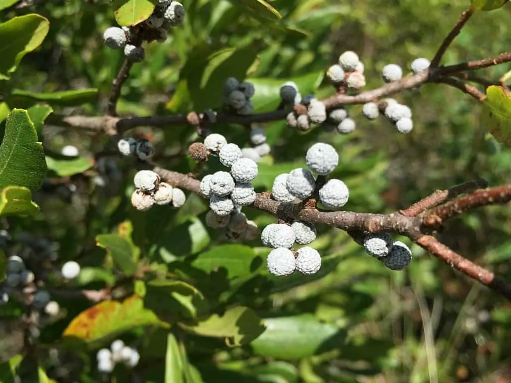 Northern Bayberry fruit