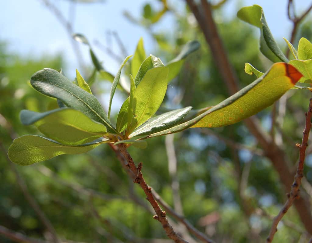 Northern Bayberry leaf