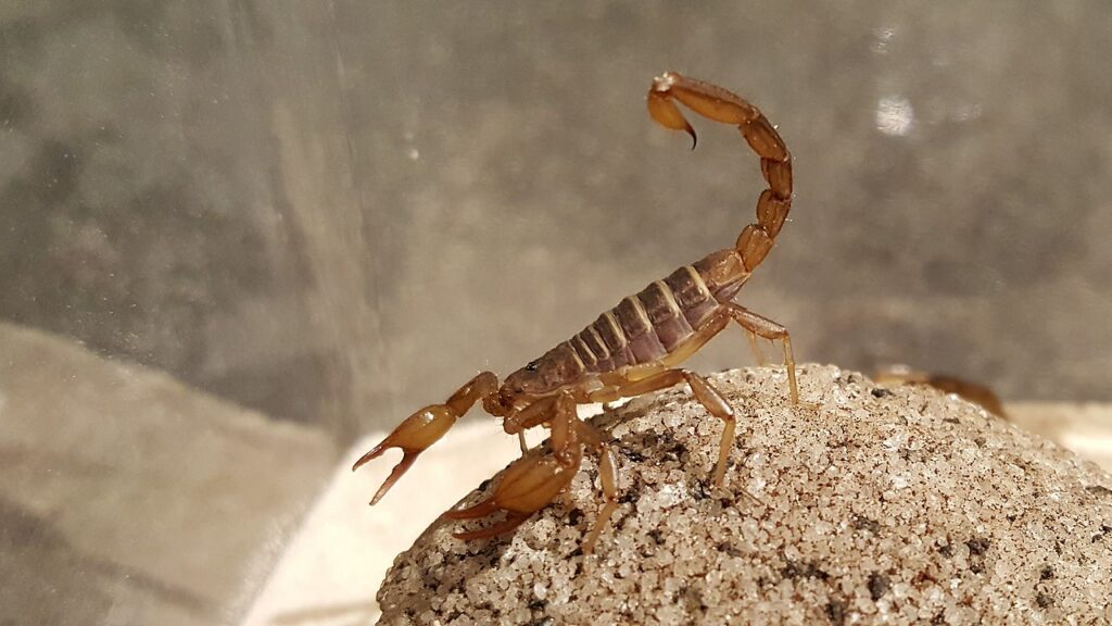 Northern Scorpion