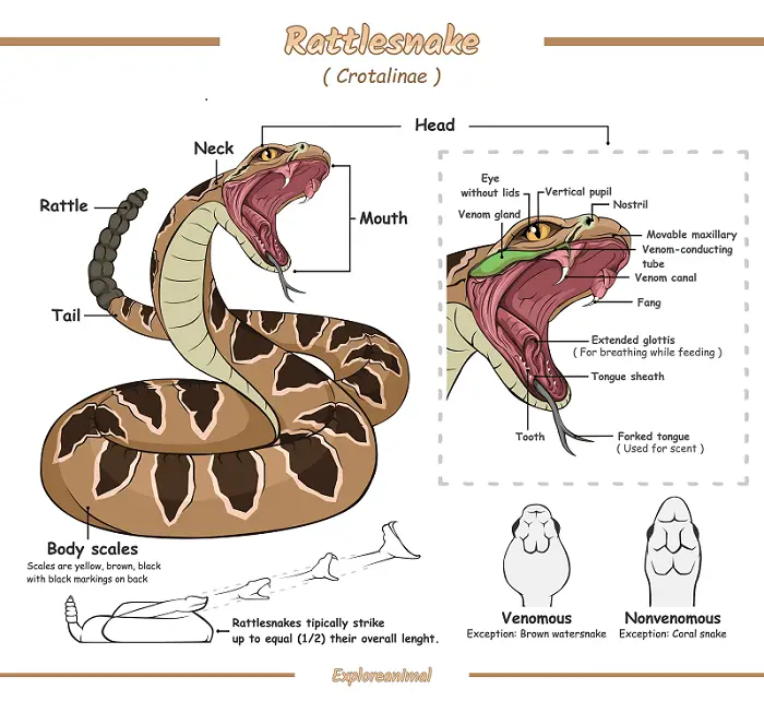 Rattlesnake graph