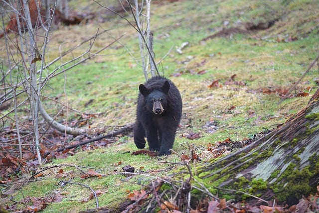 Black bear