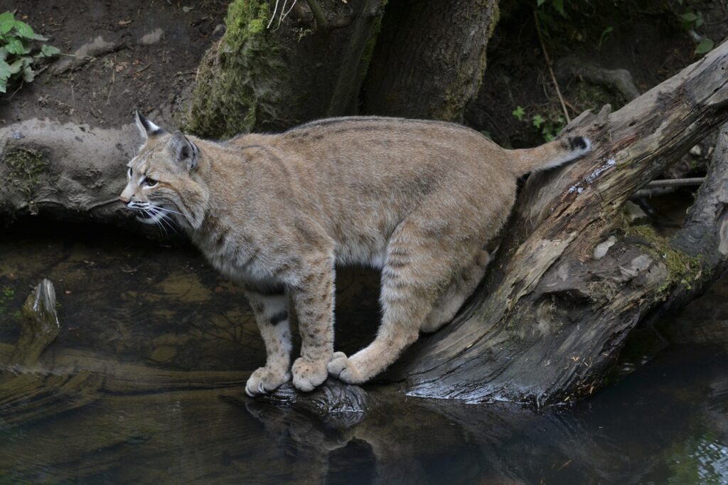 Bobcat