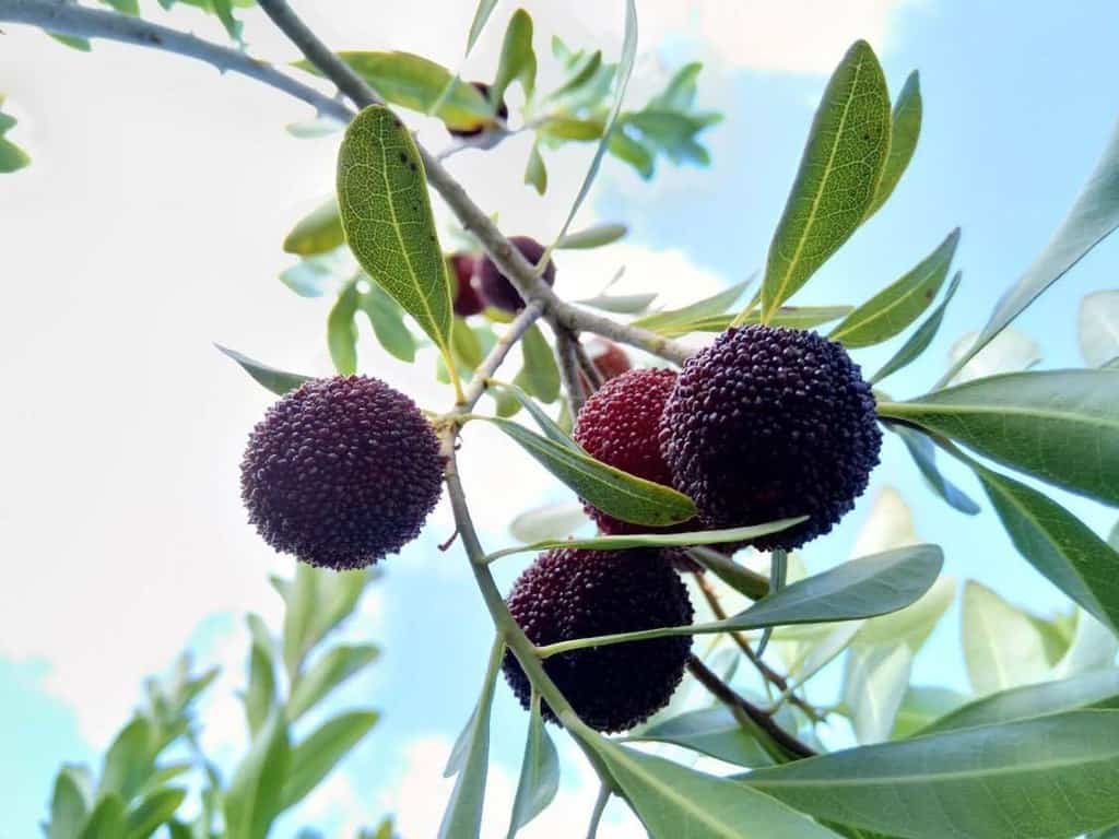 Chinese bayberry fruit