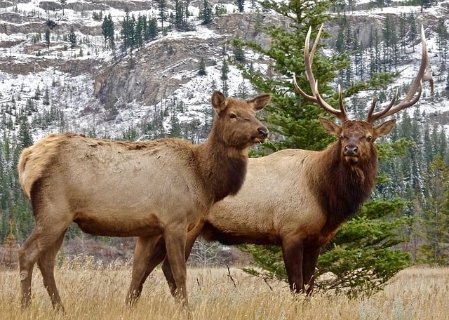 Cow and Bull elk