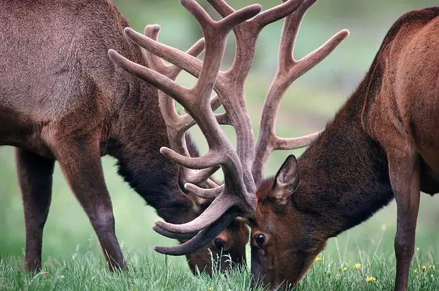 Two bull elk eating grass
