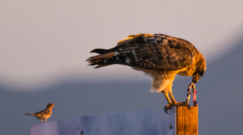 A Red-Tailed Hawk Feeds on a Large Snake