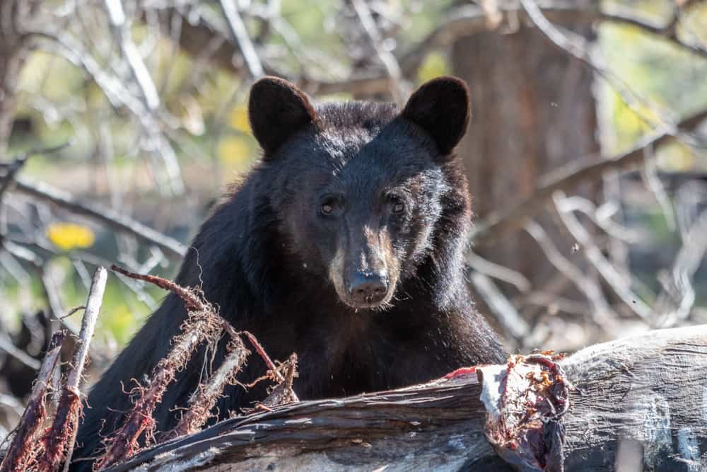 An Arizona black bear sow eats the carcass of a dead horse.